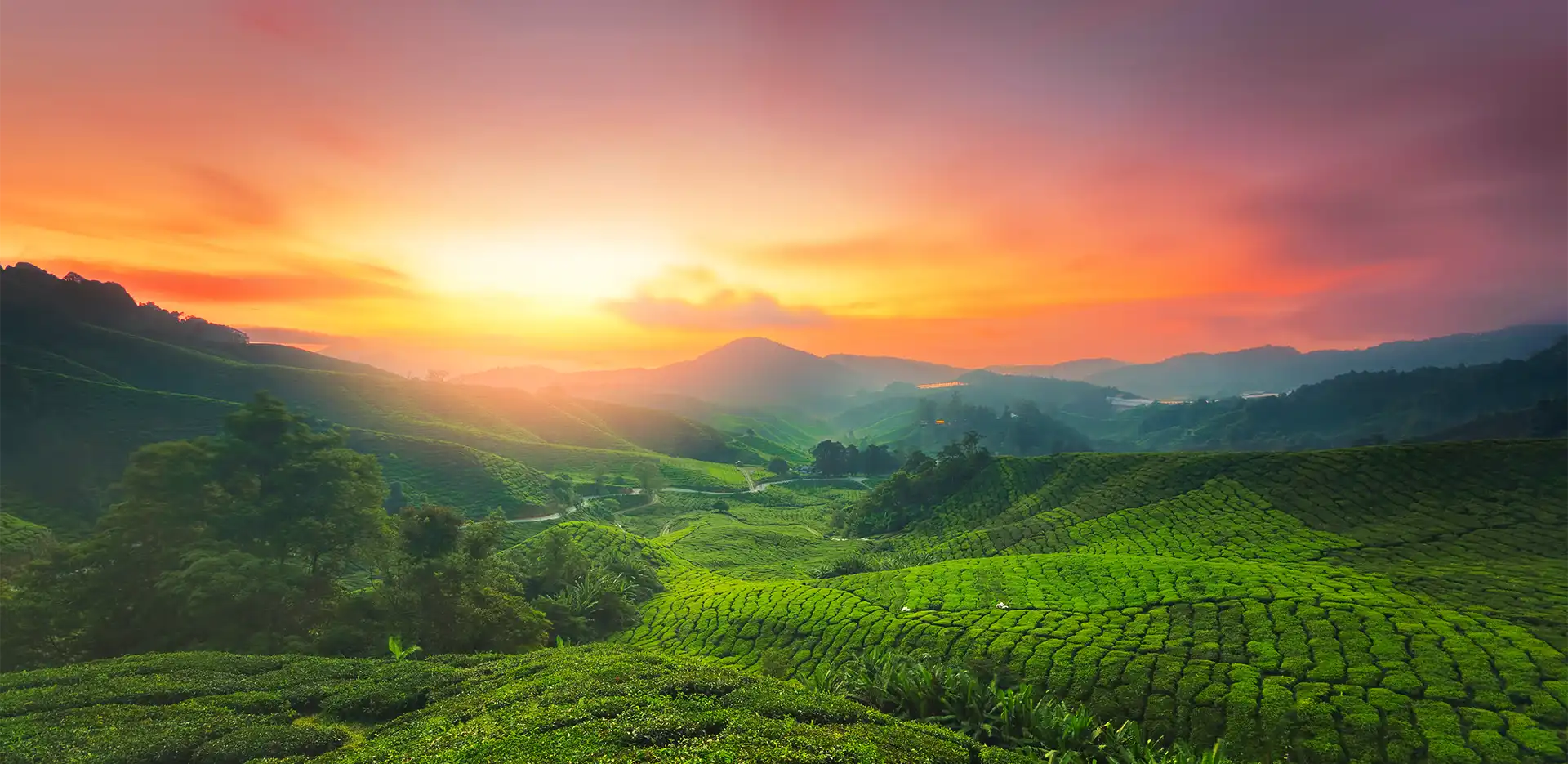 Kolukkumalai Tea Plantation